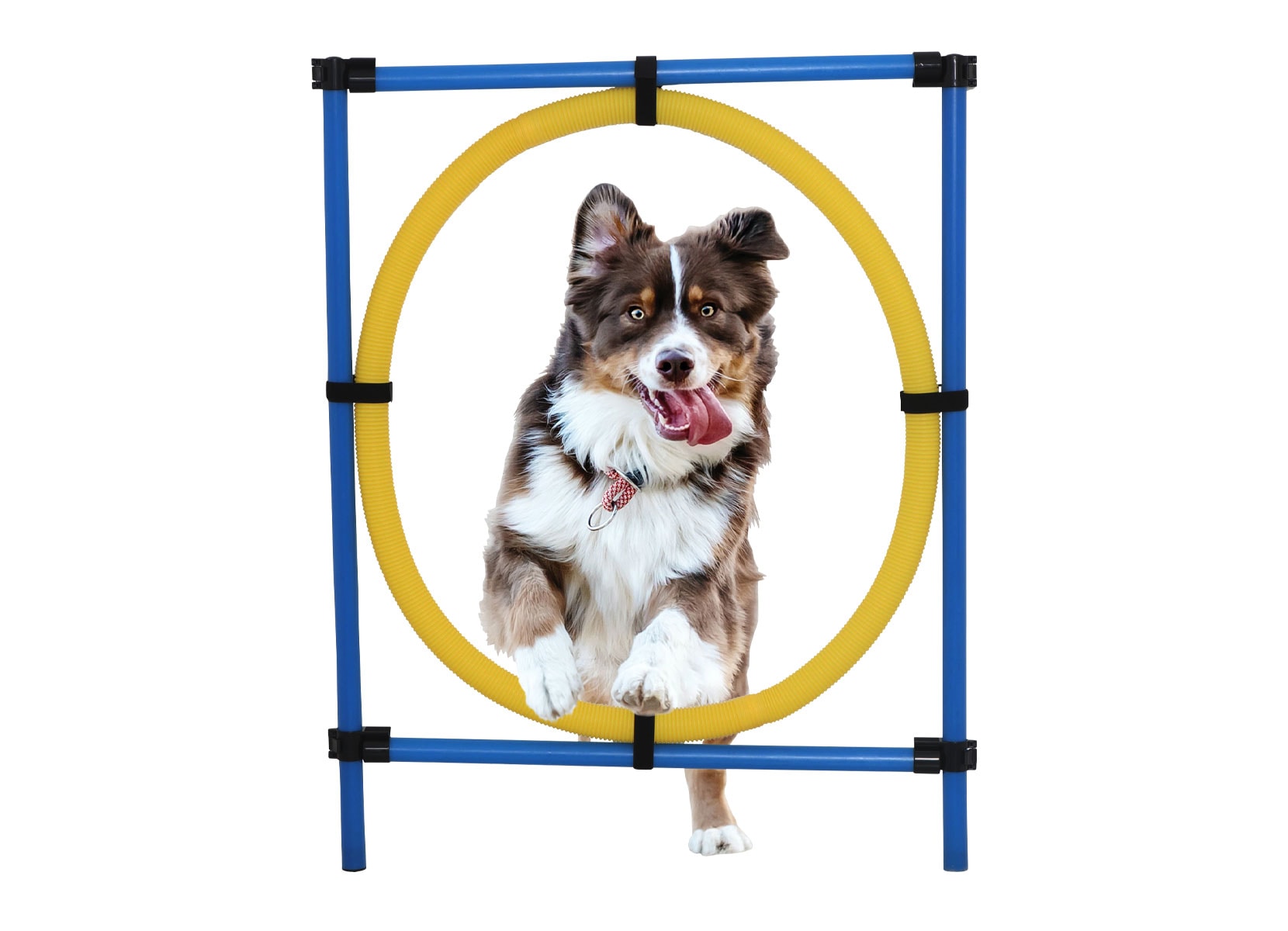 Hunde Agility-Trainingsset