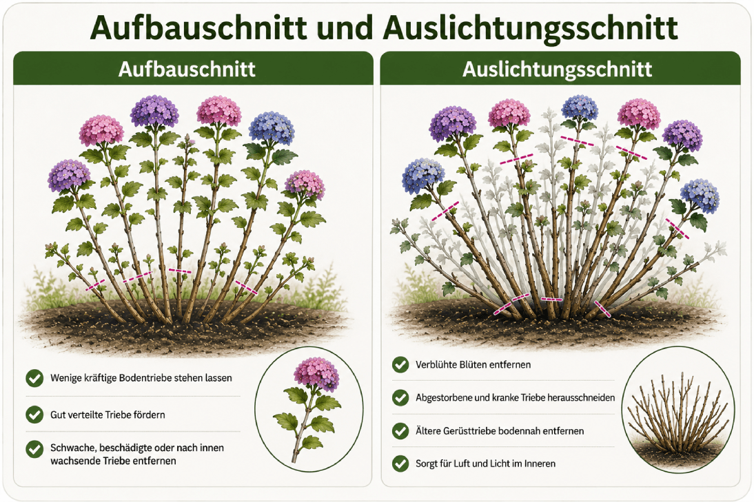 bauernhortensien-schnittvergleich