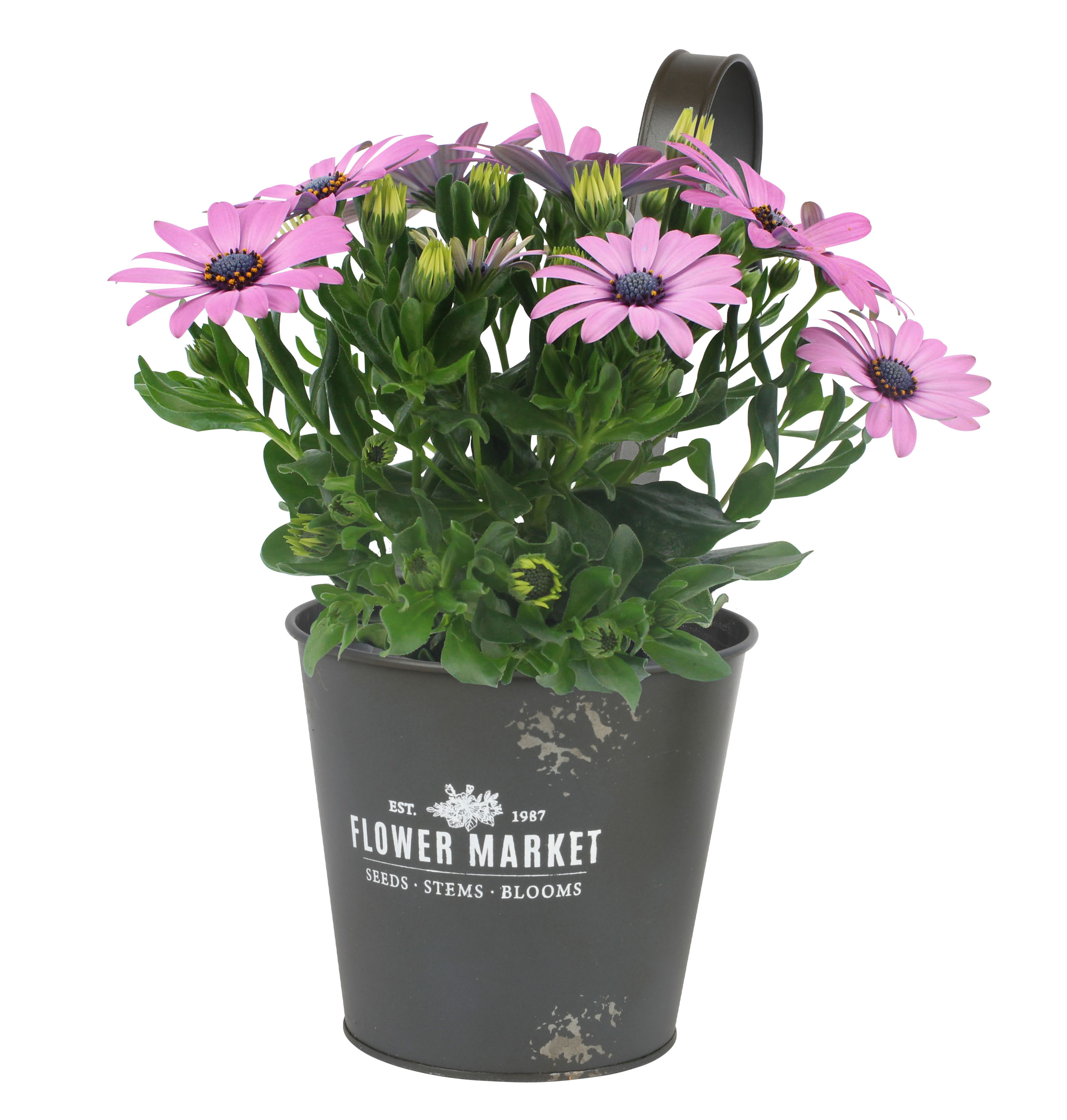 Blumentopf zum Einhängen Flower Market 14x25cm Anthrazit