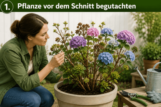 anleitung-1-pflanze-begutachten1
