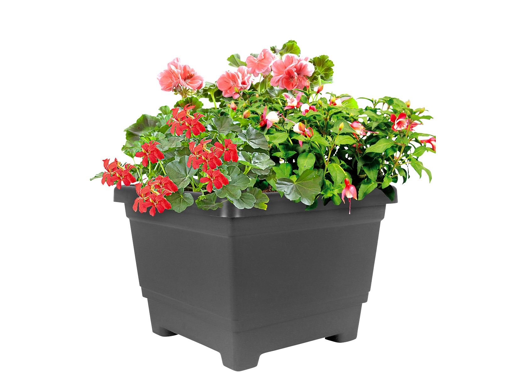 Fuchsien