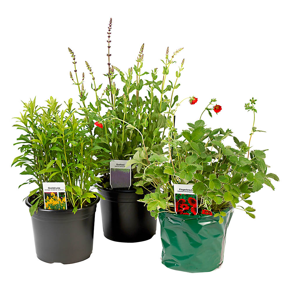 Bienenfreundliche Stauden 19cm Topf Bienenfreundliche Stauden 19cm Topf