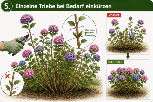 anleitung-5-einzelne-triebe-einkuerzen