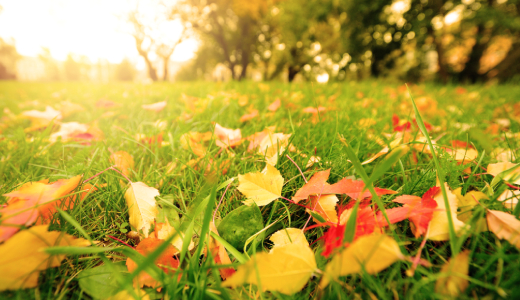 rasenpflege-herbst-teaser