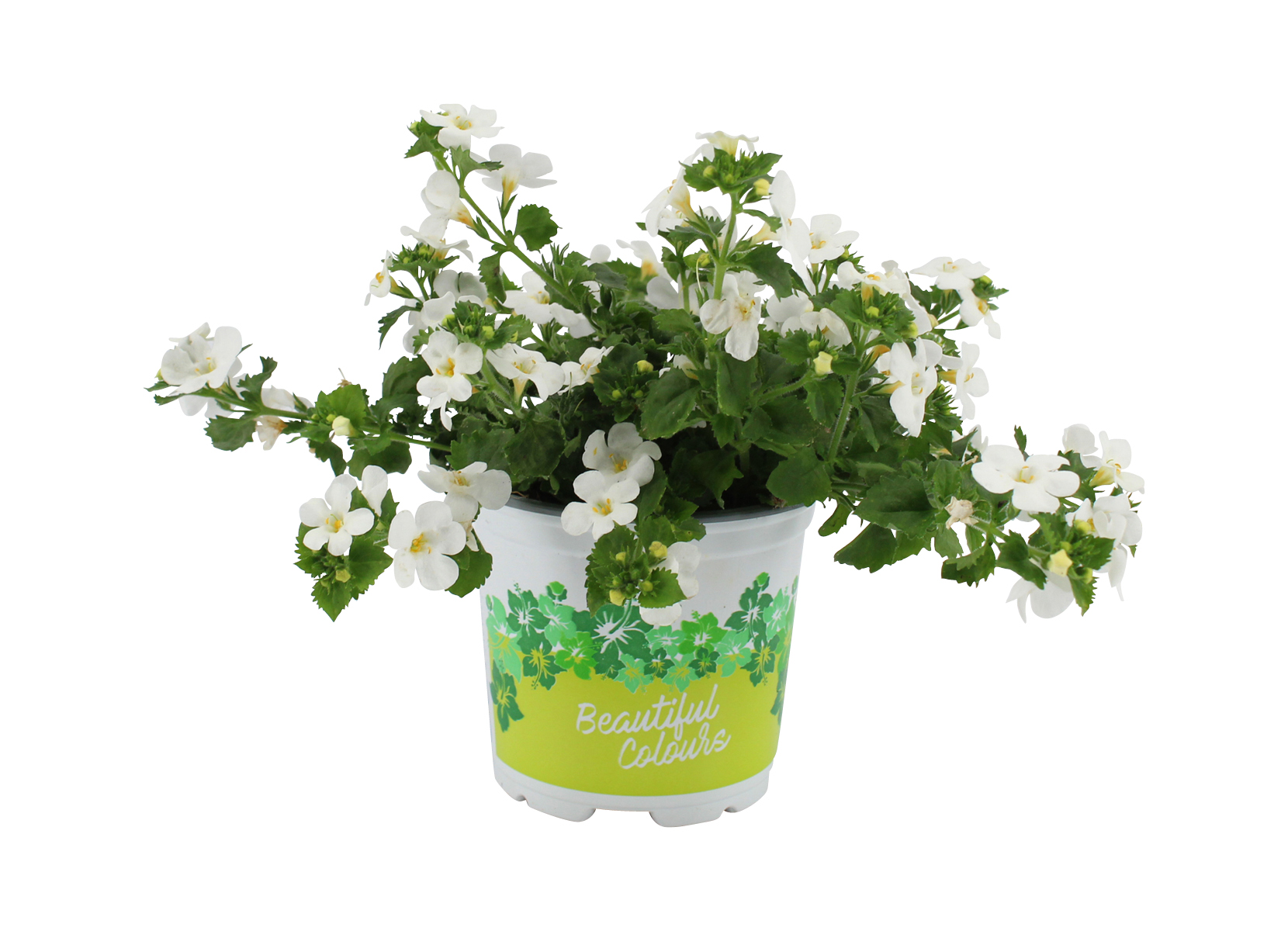 Bacopa 