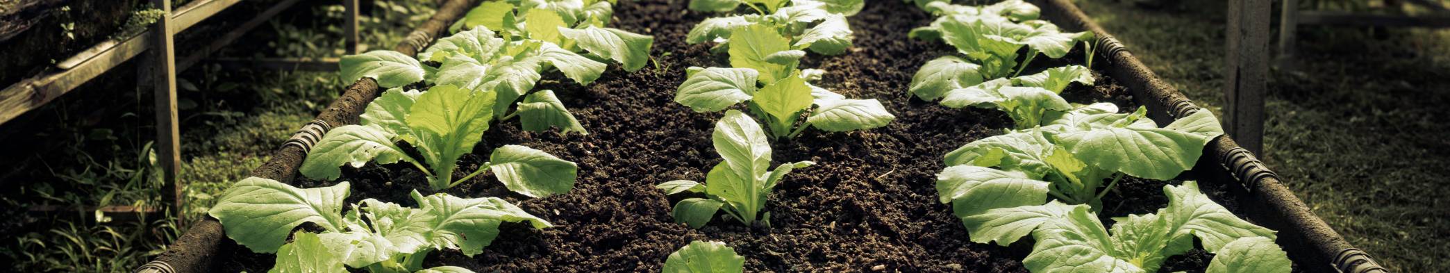 hochbeet-bewaessern-header1