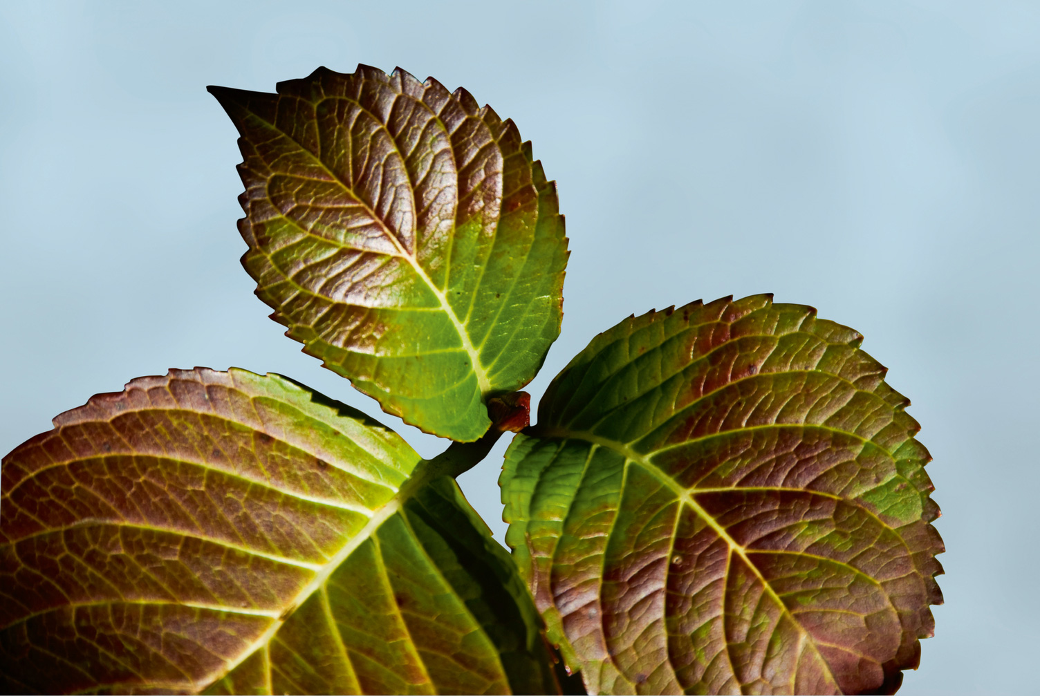 Naehrstoffmangel_Phosphormangel_Hortensie