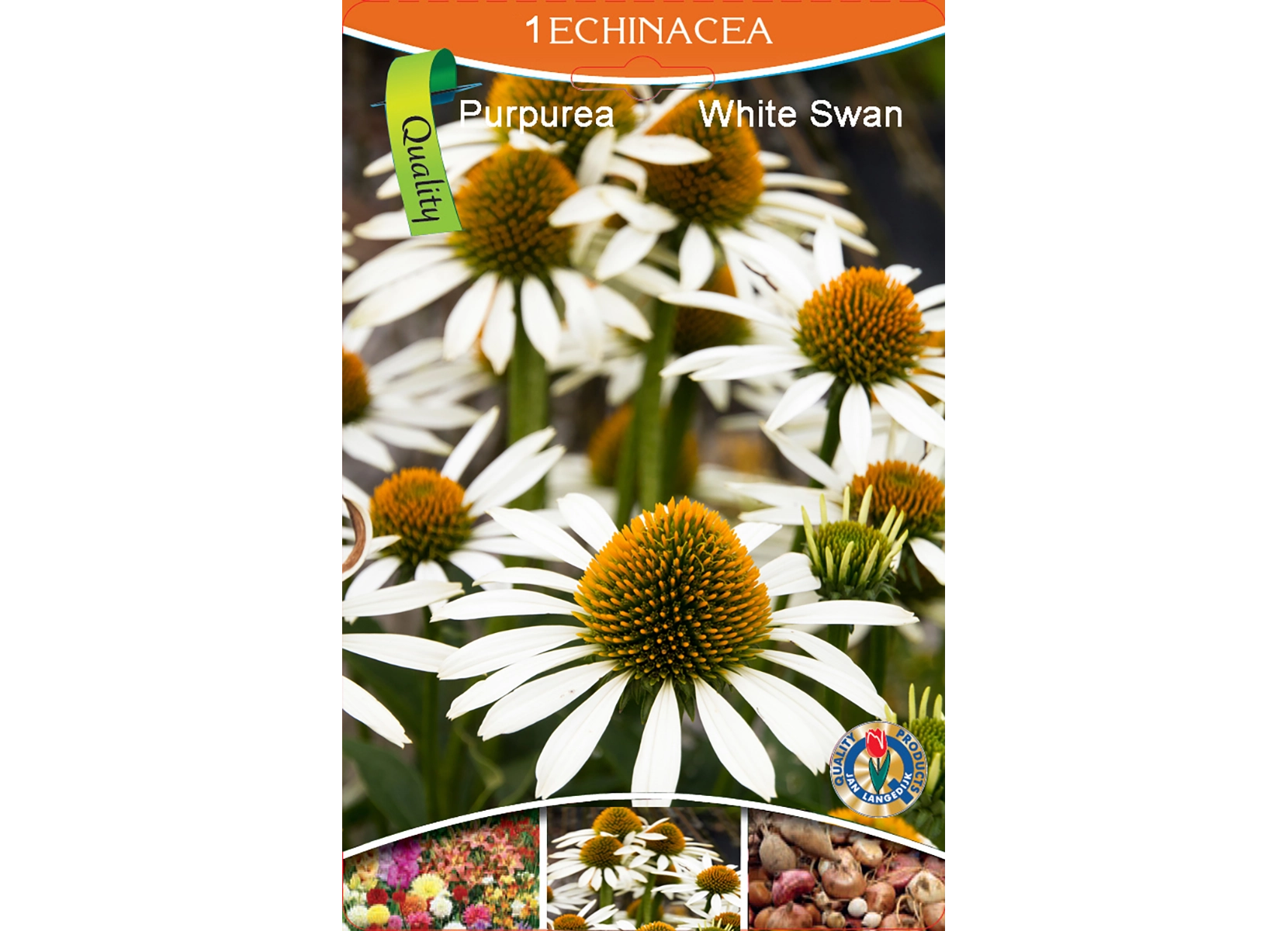 Echinacea Echinacea