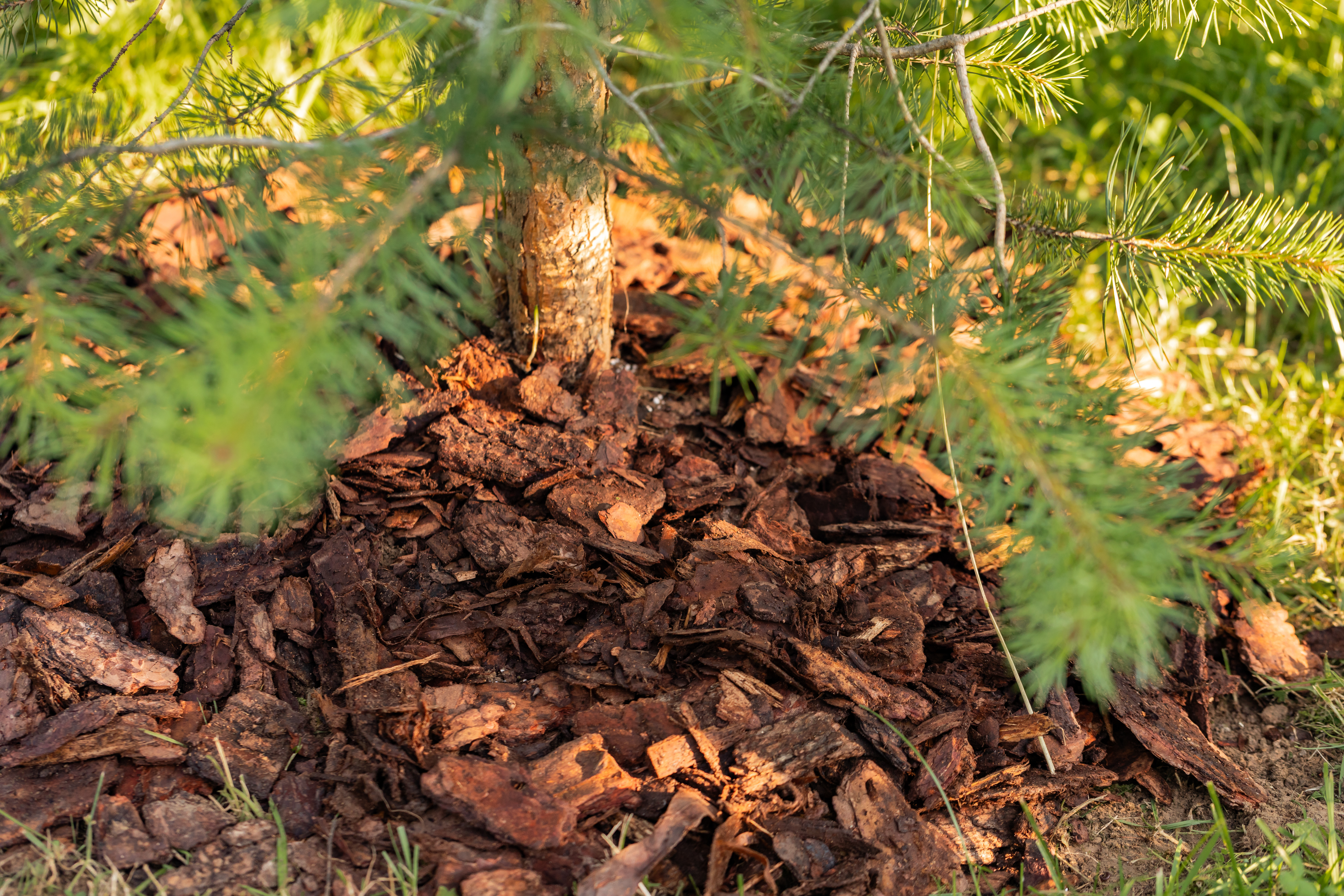 Der große Rindenmulch-Ratgeber 